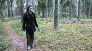 Waking Up Forest Scene