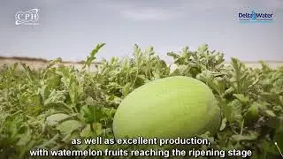 Delta Water Boosts Yields & Irrigation Efficiency