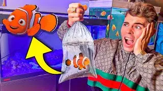 CONSIGO A NEMO EN LA VIDA REAL PARA MI NUEVO ACUARIO DE AGUA SALADA