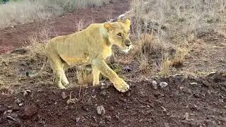 Safari in Kenya: Exploring Wildlife & Culture in Harmony