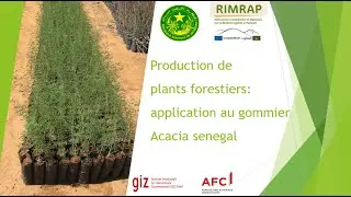 Production de plants forestiers de gommier   Mauritanie   RIMRAP Composante R&F