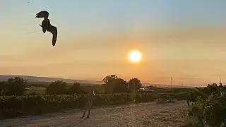 Falconry | Lure Flying Falcon Over Vineyard