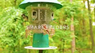 How to Attract More Birds: Best Feeders & Houses at BestNest.com