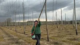 Hope Stringing at Tibbs Farm