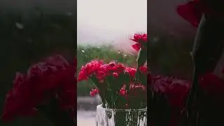 Enjoy 8 hours of rain sound on my channel  