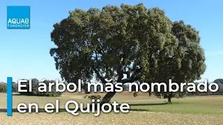 🌳 La ENCINA, el árbol más nombrado por Cervantes en Don Quijote de la Mancha