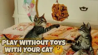 How To Play With Cat - Without Toys 😸