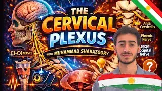 بەکوردی Cervical plexus neuroAnatomy