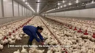 Catching broilers: warm white vs blue lighting