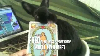 Fred th Psychic Bunny & Film Noir Trailer