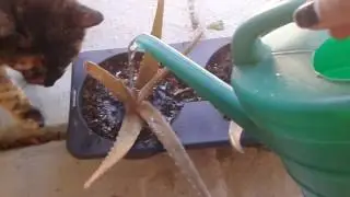 Aloe Vera: Brown and Dying