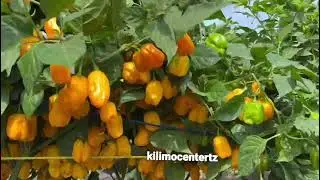 Pilipili mbuzi (habanero) aina ya mwendokasi