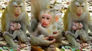 Best action of Lila mum nursing newborn well, Lovely monkey Lilo looks cleverly and healthy.