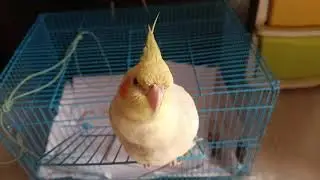 What is she doing 🕊️
