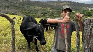Kleber mexe com leite a pasto mas está vendendo suas vacas com ótimo desconto MG