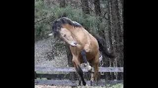 In the hills of Virginia horse country, the Noble Lusitano is bred: Cielo Azure Lusitanos (CAL)