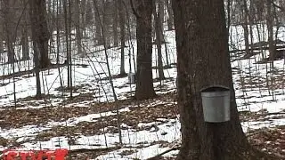 Maple Open House [SIV15]