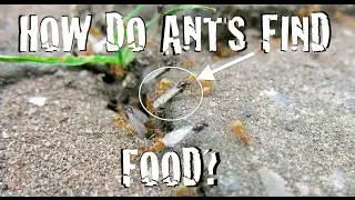 Exploring Invertebrates - How Do Ants Find Food?
