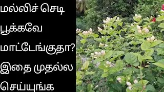 மல்லிச் செடி பூக்கவே மாட்டேங்குதா? இதை முதல்ல செய்யுங்க! | Jasmine Pruning Tips Part-1