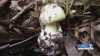 VIDEO: Deadly toxic mushrooms found on UW campus