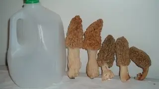 Highlights of 2016 Morel Mushroom Hunting in Michigan