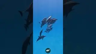 Dusky Dolphin &ndash; The Acrobat of the Sea 🐬✨