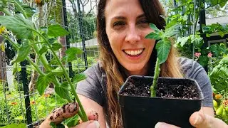 Propagating Tomatoes from Cuttings (Quick & Easy Tomato Tips) | Growing Tomatoes at Home