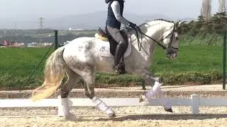 PRE HORSE WITH GOOD GAITS FOR DRESSAGE.