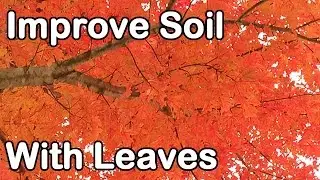 Improve Soil Fertility with Leaves: Leaf Mold, Leaf Mulch, Leaf Compost