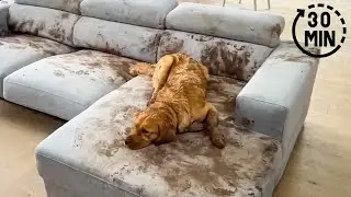 Dog Makes Muddy Mess 😮🤣| FUNNIEST Animal Videos - Animal Antics TV