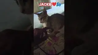 01/28/2026💔 Rest in Peace My Son👣 Amma's Lap is Empty, But My Heart will always hold You Jackie🫂🐾