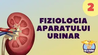 FIZIOLOGIA APARATULUI URINAR | PARTEA 2 | DOZA DE MEDICINĂ