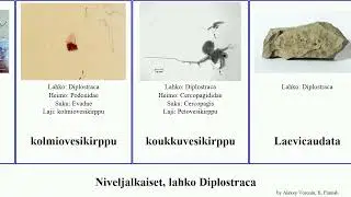 Niveljalkaiset, lahko Diplostraca arthropoda chilensis Daphnia okvesikirppu Podon leuckartii Sida
