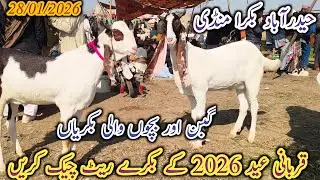 Hyderabad Bakra Mandi | Latest update Today | Qurbani Eid 2026 | patari barbari goat | 28/01/2026