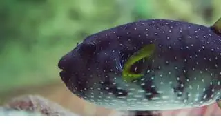 The Ultimate Underwater Experience in 4K Ultra HD (60FPS)”