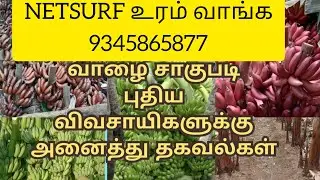 வாழை சாகுபடி செய்யும்  அனைத்து விவசாயிகளுக்கும் தேவையான சரியான தகவல்கள்...