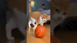 Cat&rsquo;s Late-Night Hoops! Watch This Crazy Dunk #cat #funny #sports