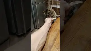 Баксу рыбку за День Рождения