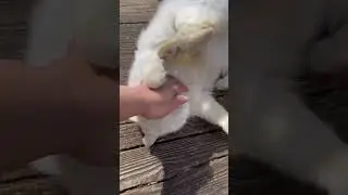Taming a stray Cat #shorts #youtubeshorts #pets