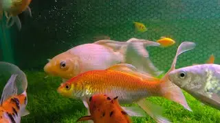 Beautiful fish aquarium 😍😍😍#koi #planetaquarium #fishaquarium #exoticaquariumfish#aquariumfishmarket