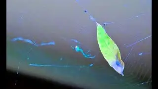 Black Widow Spider With Bonus Cicada Sounds! 🕷