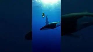 Human Encounters with Giant Ocean Animals! #OceanLife #Amazing #Cute