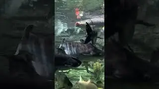 Australian lungfish is an ancient mysterious fish that survived 400 million years ago. Whe