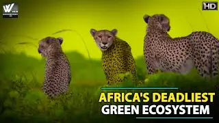 Africa's Deadliest Ecosystem l Africa's Deadliest Green Ecosystem - World Documentary HD