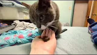 Thunder Snacks on Some Fancy Dry Food