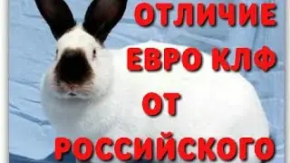 Отличие Евро Калифорнии от Российской. Видеоурок о том, как выбрать породистого калифорнийца.