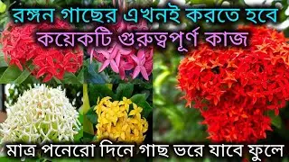 রঙ্গন গাছের ফেব্রুয়ারি মাসের পরিচর্যা/Ixora flower plant care in February/Rangan gacher porichorja.
