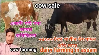 গৰু পালন দ্বাৰা স্বাৱলম্বি cow farming in assam। dairy farming in assam assamese vlog deeon axom