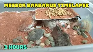 The Ant Bakers - 3h timelapse