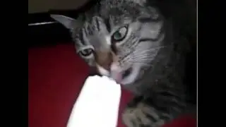 Cat Brain Freeze Challenge